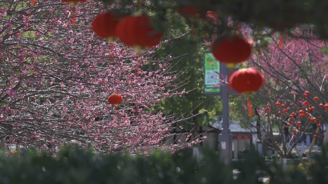 冬天的梅花 31