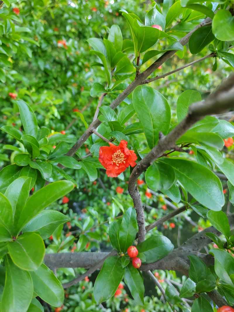 石榴花