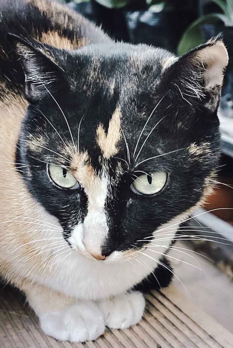 猫猫