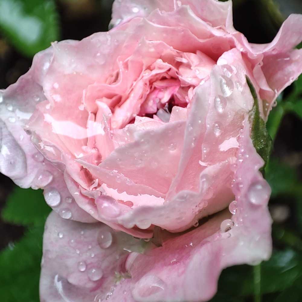 月季 海神王阳台 雨中含苞待放的粉色月季花