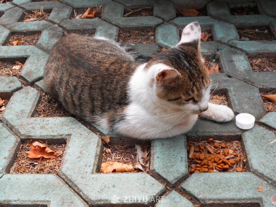 好米的猫猫