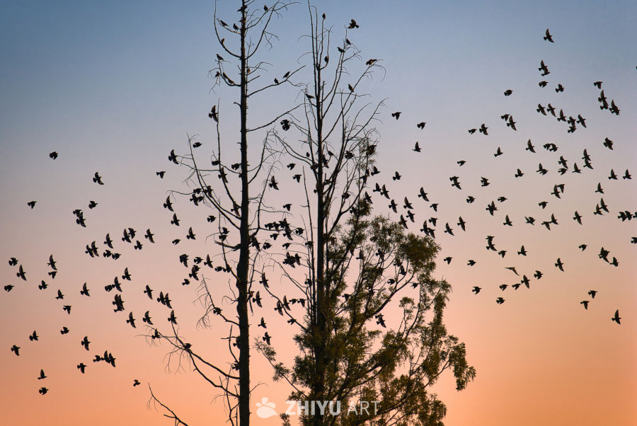 黄昏群鸟归林图