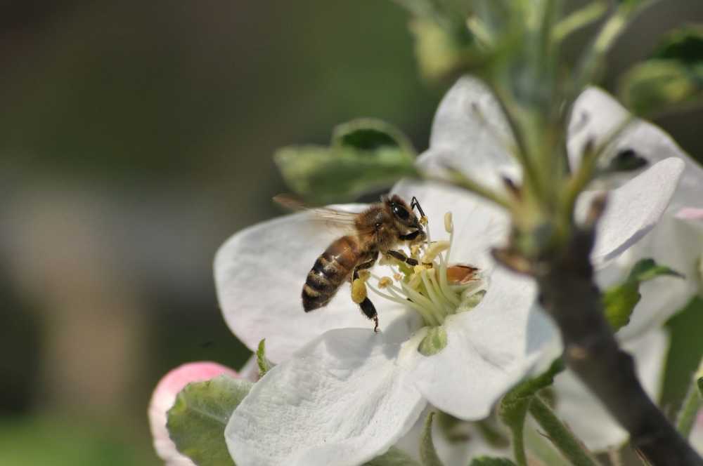 蜜蜂昆虫花卉花蜜