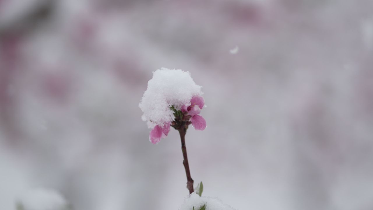 桃花特写