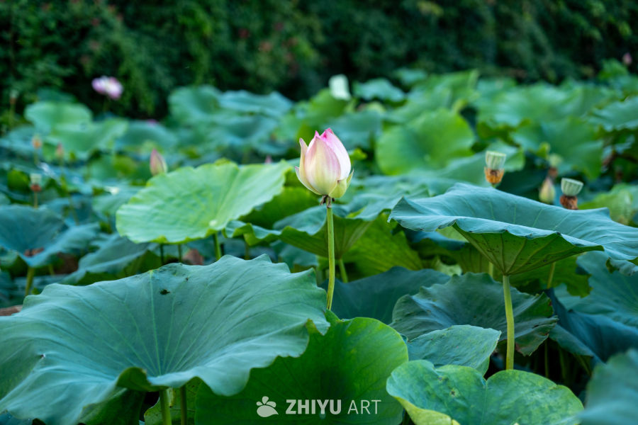 荷花 20