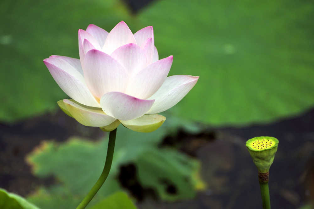 花与果实的对话