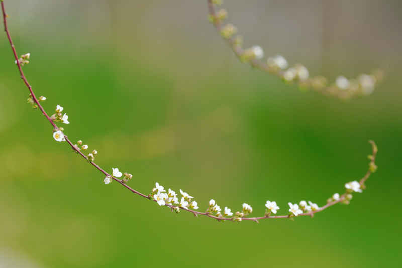 樱花季 48