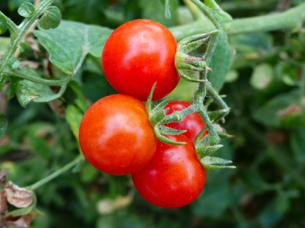 蔬菜西红柿水果电源