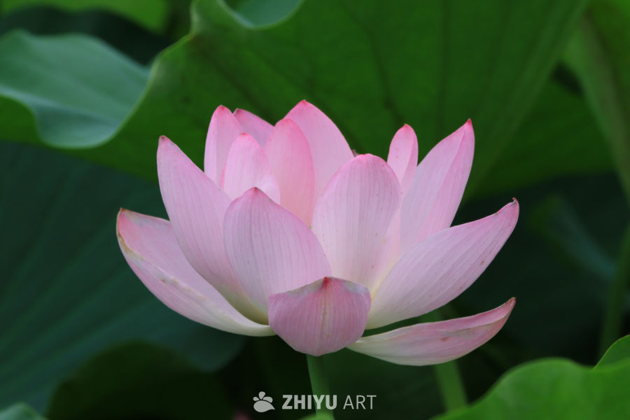 荷花 70
