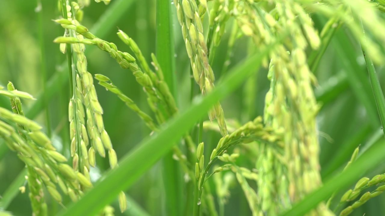五常稻花香大米 1