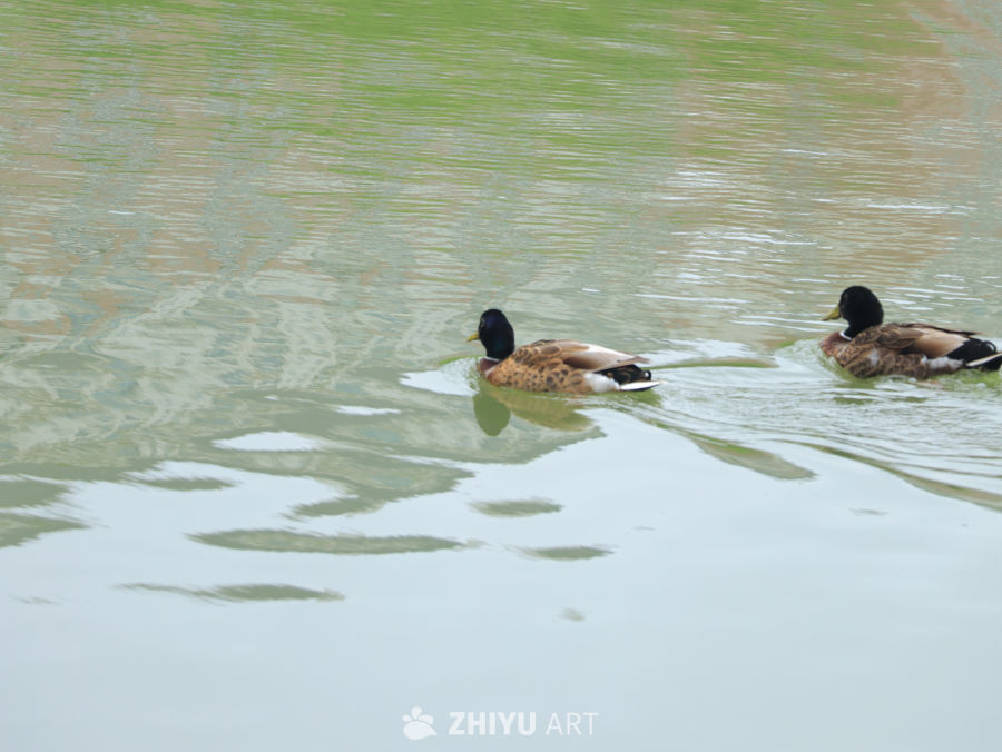 湖畔悠闲的鸭子