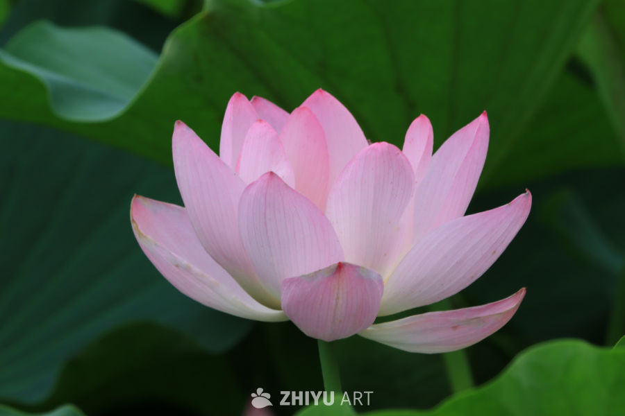 荷花 71