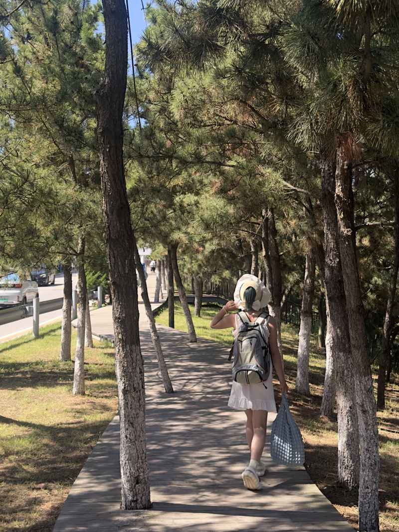 松针林下