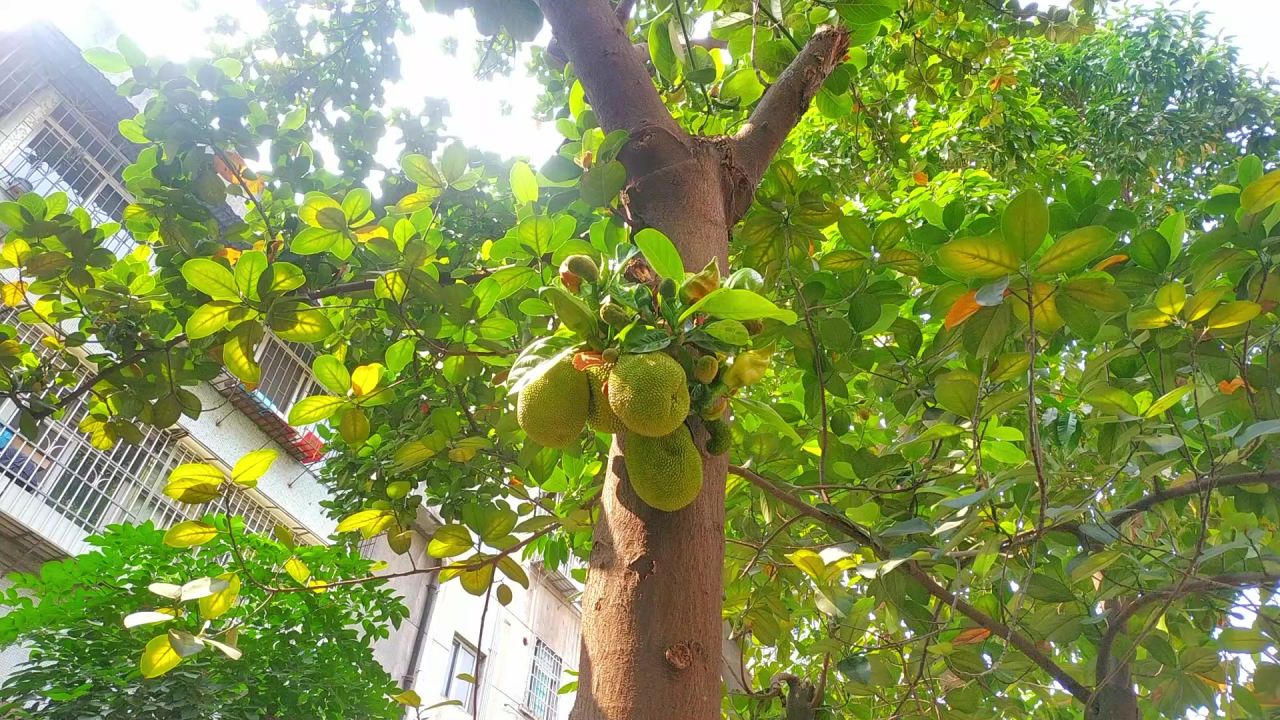 院子里的菠萝蜜结果了2