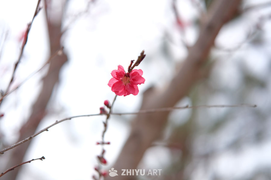 春天海棠花 12