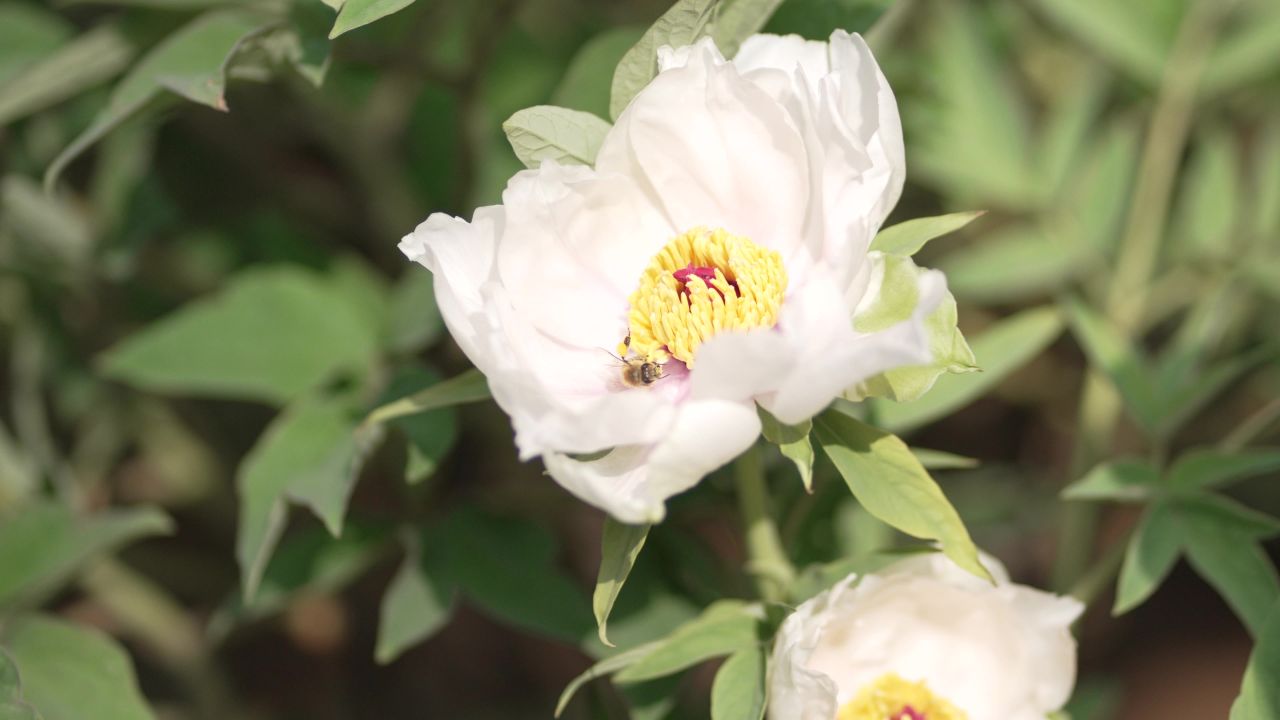 洛阳国花园植物花朵特写大虚化