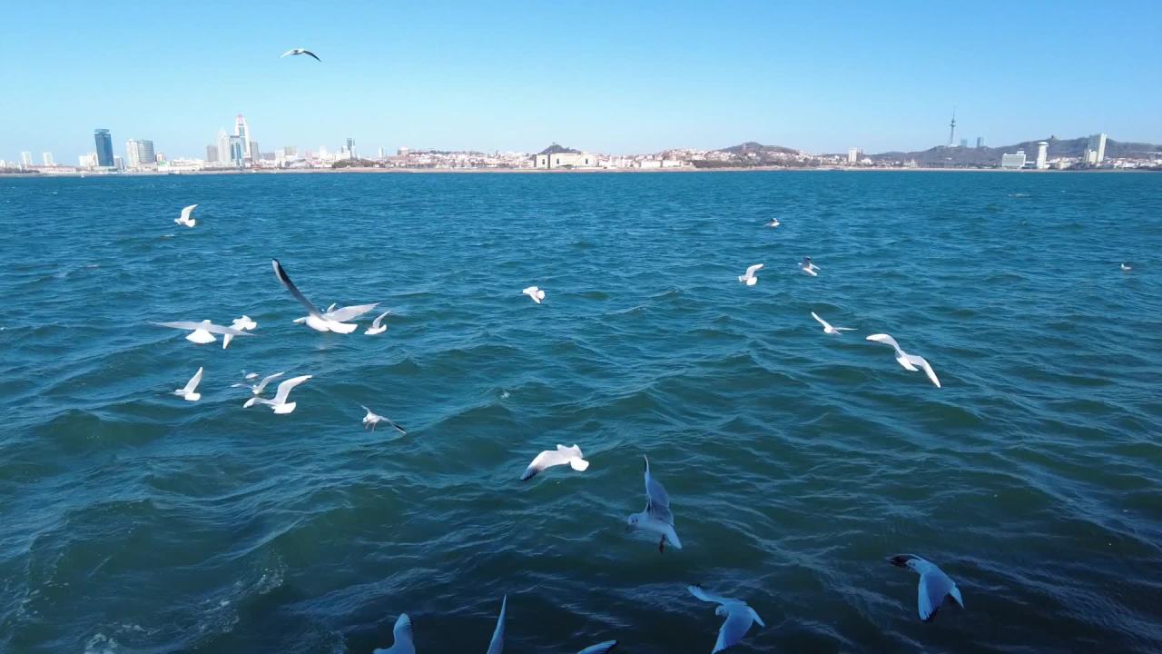 青岛行驶的船上看蔚蓝大海上飞翔的海鸥群 3