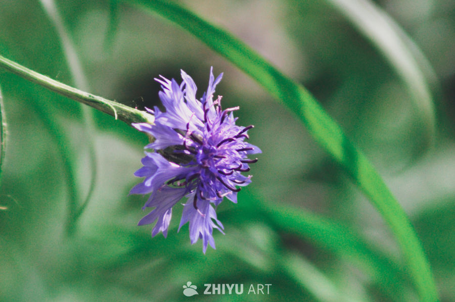 紫色矢车菊特写