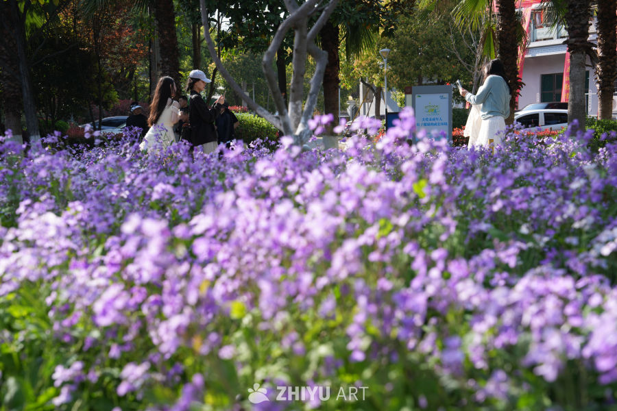紫花盛开的公园