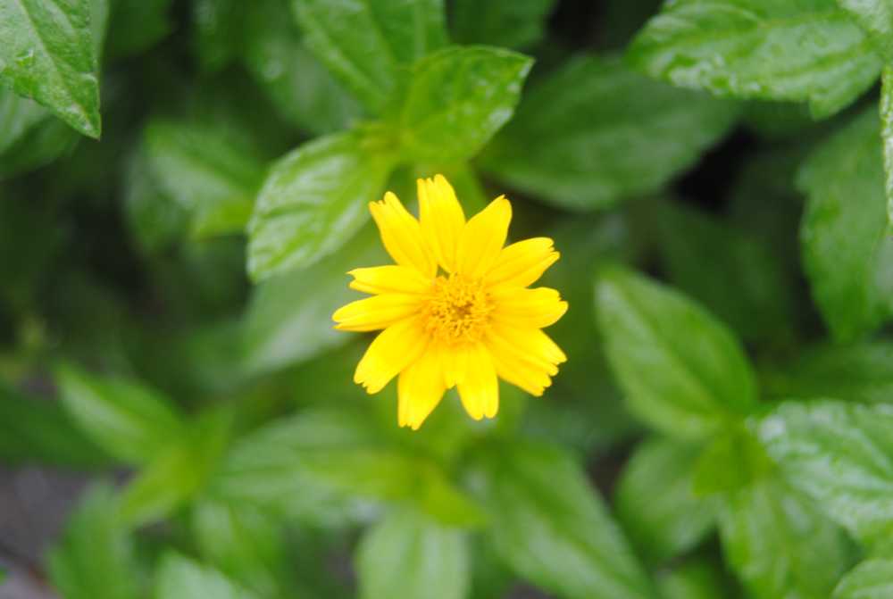 蟛蜞菊