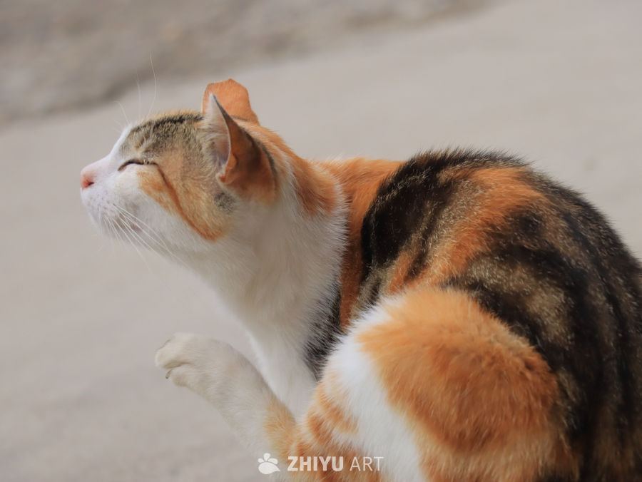 猫咪的午后伸展