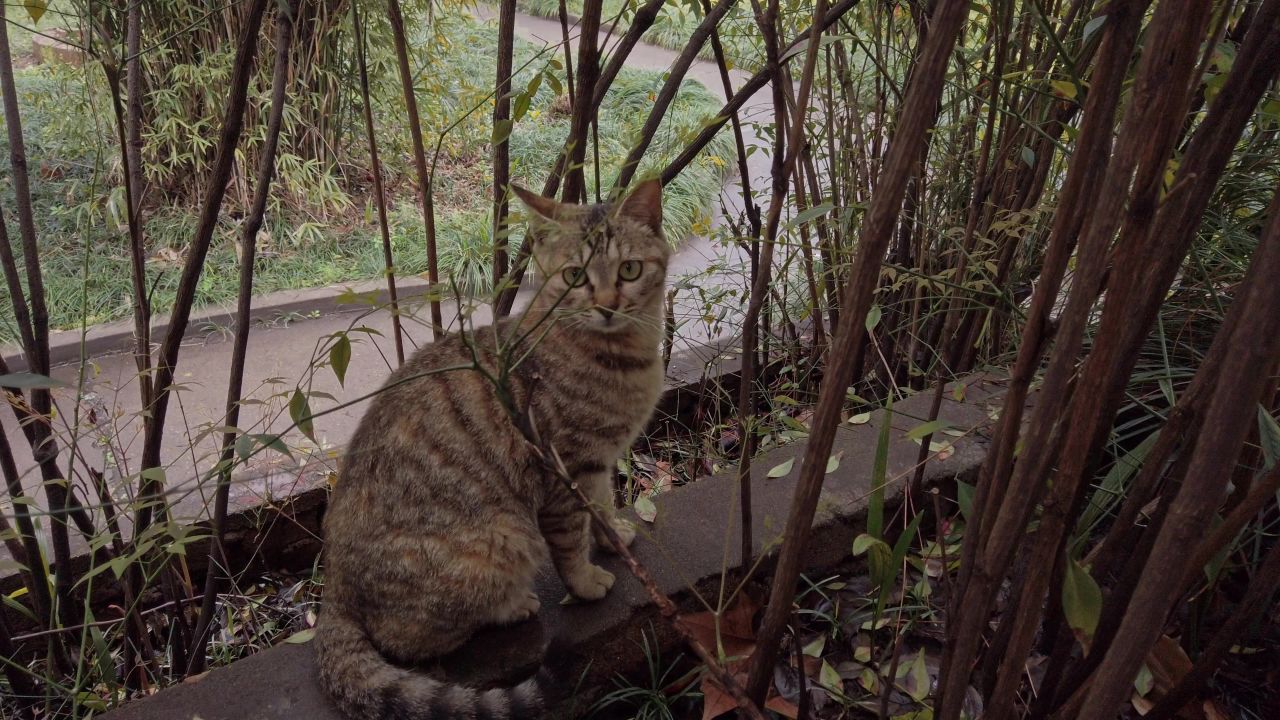 树丛中的狸花猫