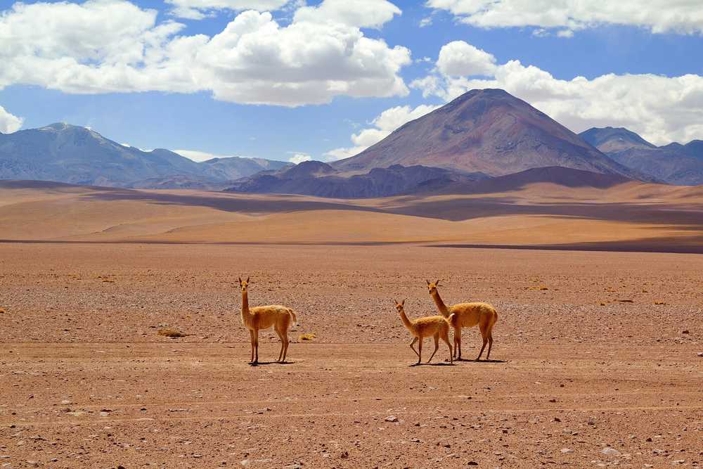 智利动物动物世界沙漠