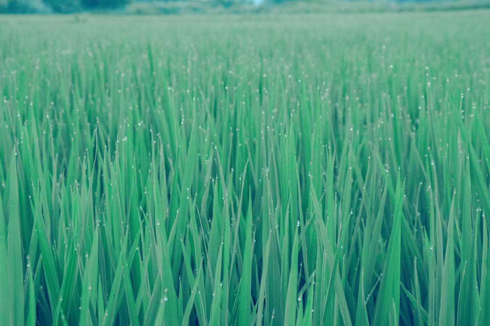 稻衔珠露