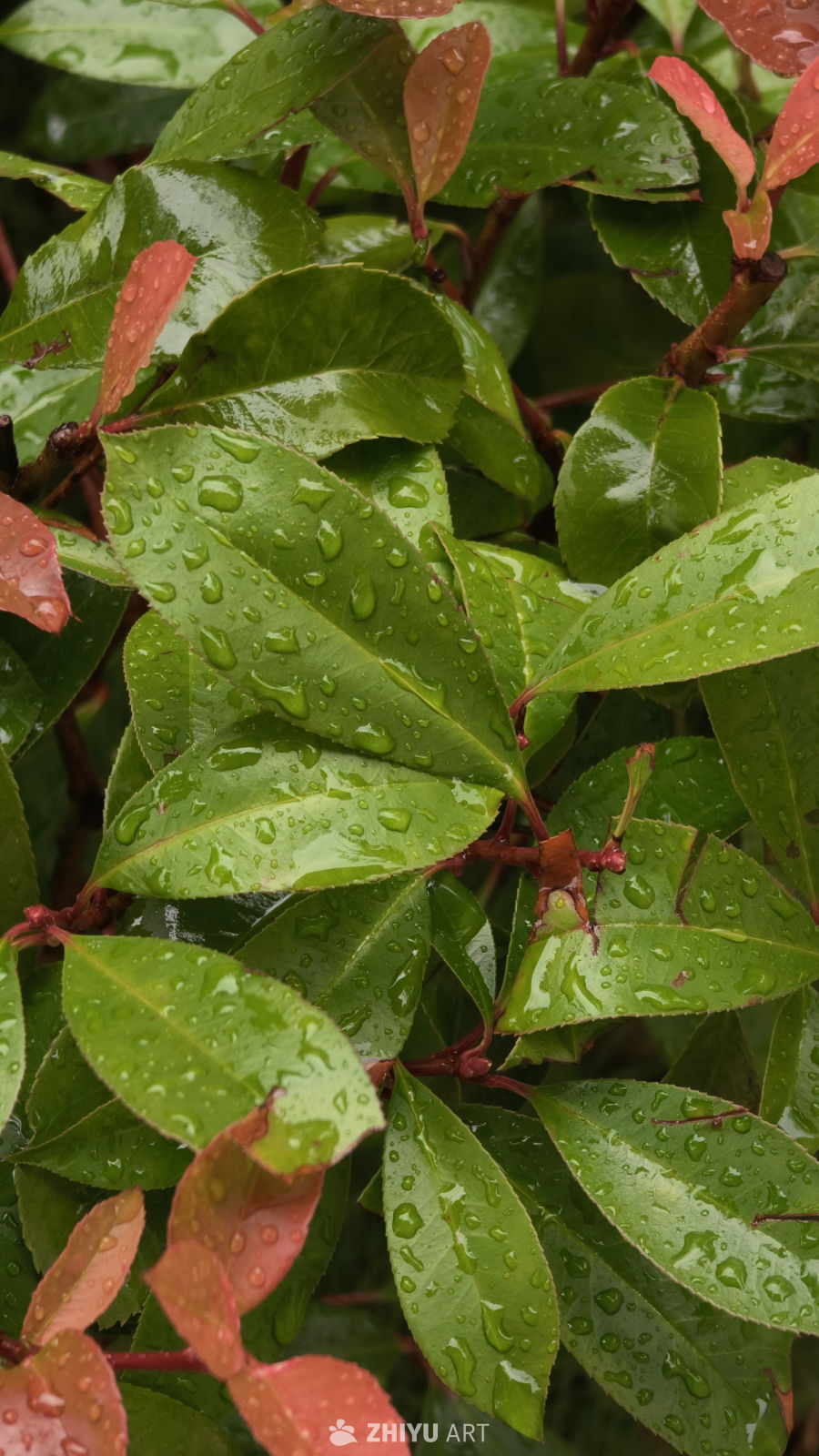 雨后绿叶的静谧之美
