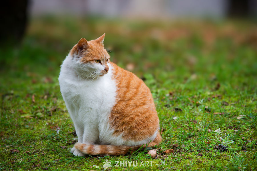 橘白猫咪静坐草地上