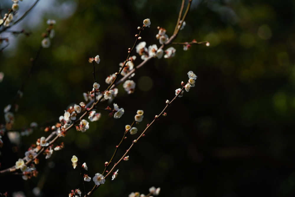 梅花 9