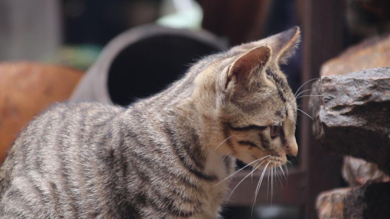 狸花猫