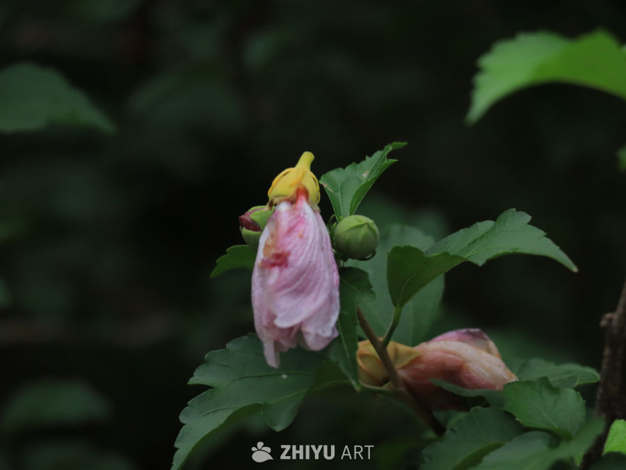 粉黄相间的花蕾