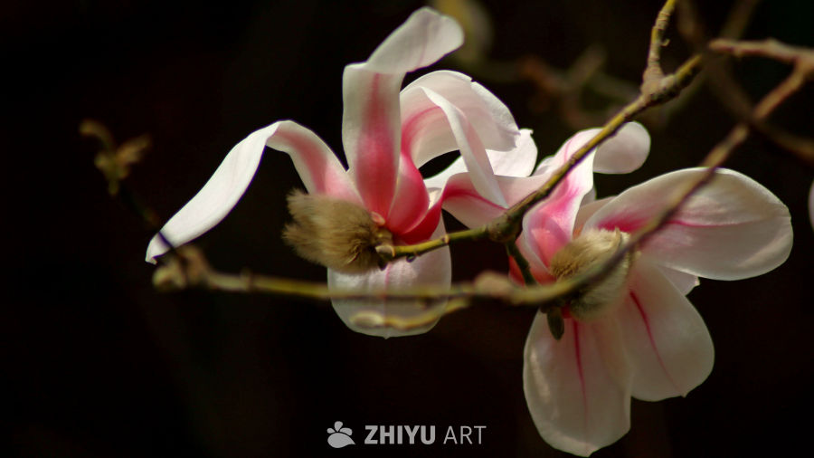 玉兰花开春意浓