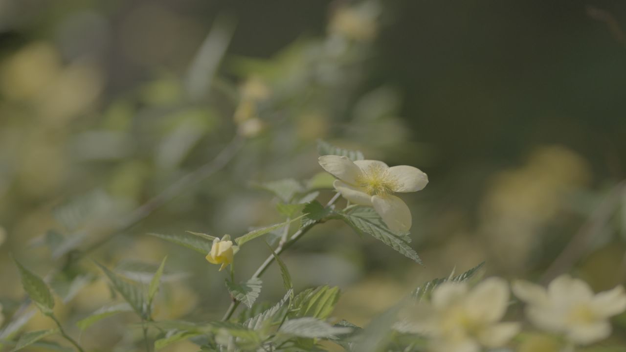 洛阳国花园植物花朵特写大虚化