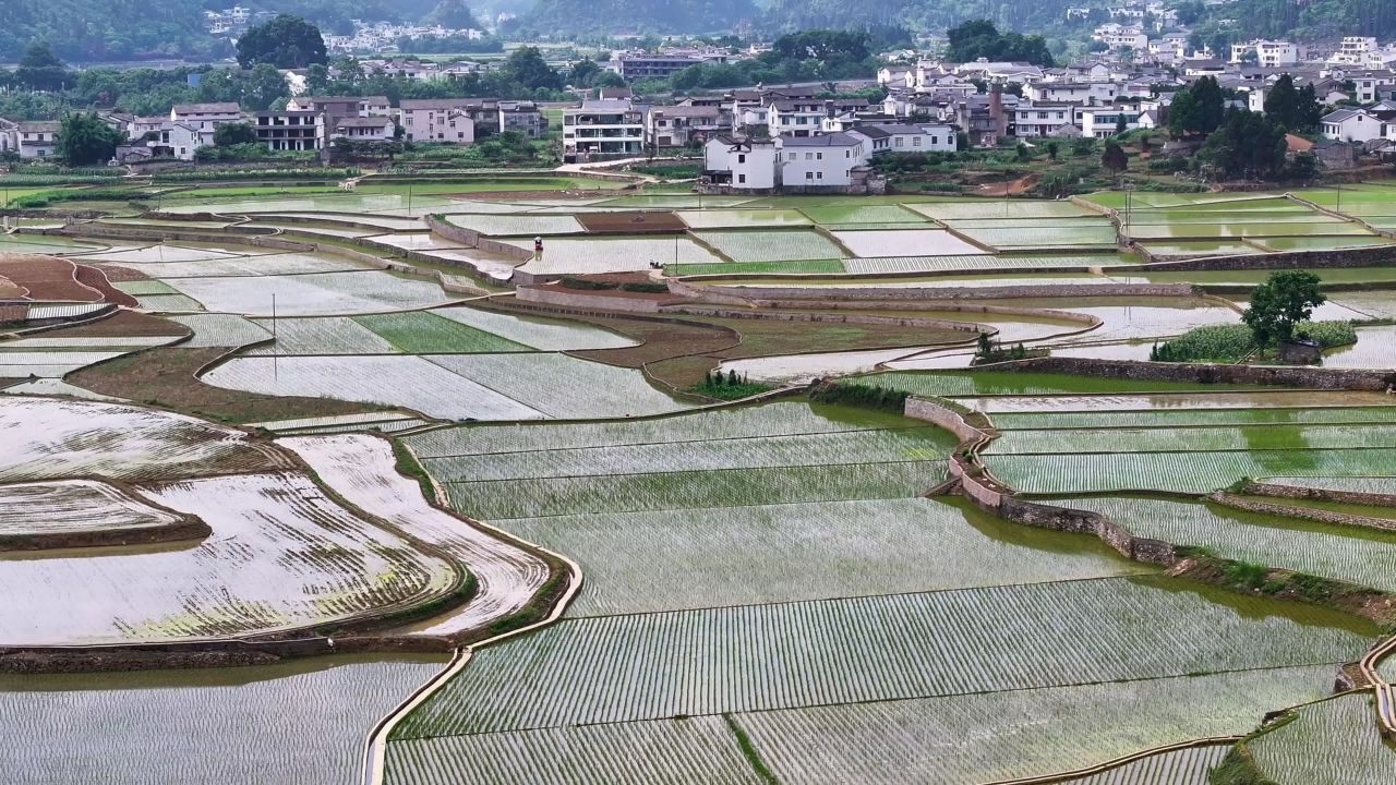 4k航拍农村田园风光  立夏水田小满