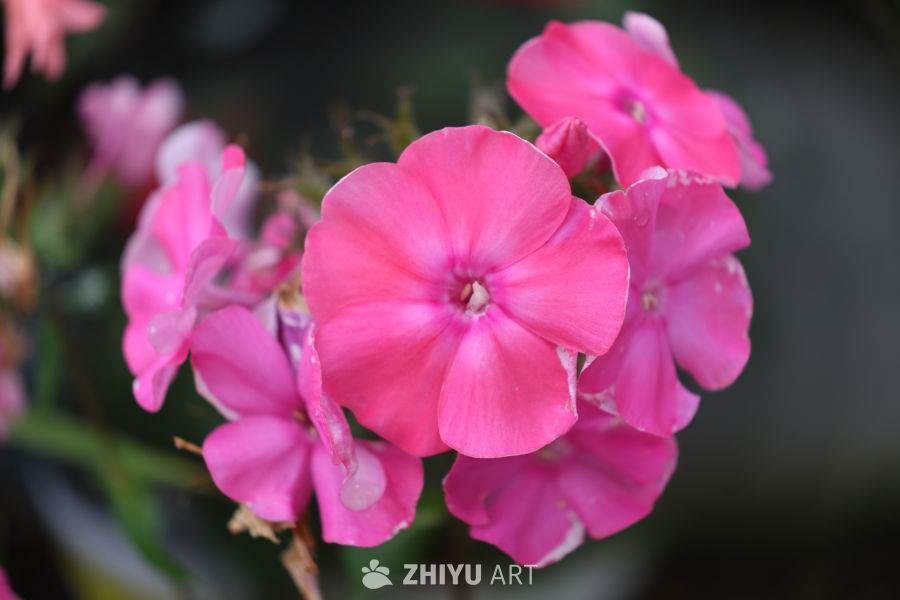 粉红花海的春天