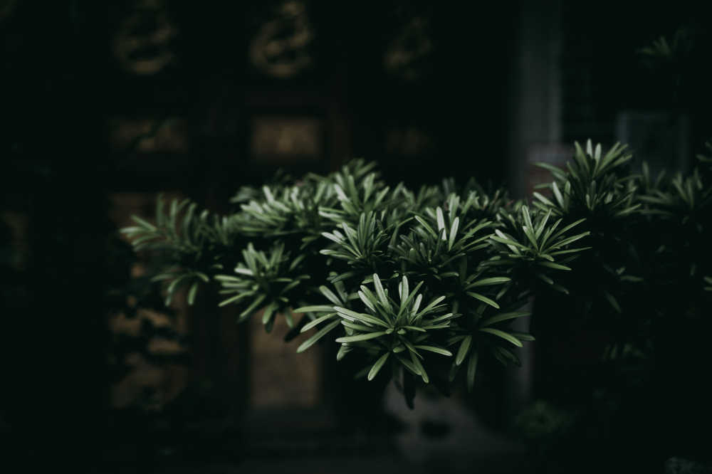 常绿松