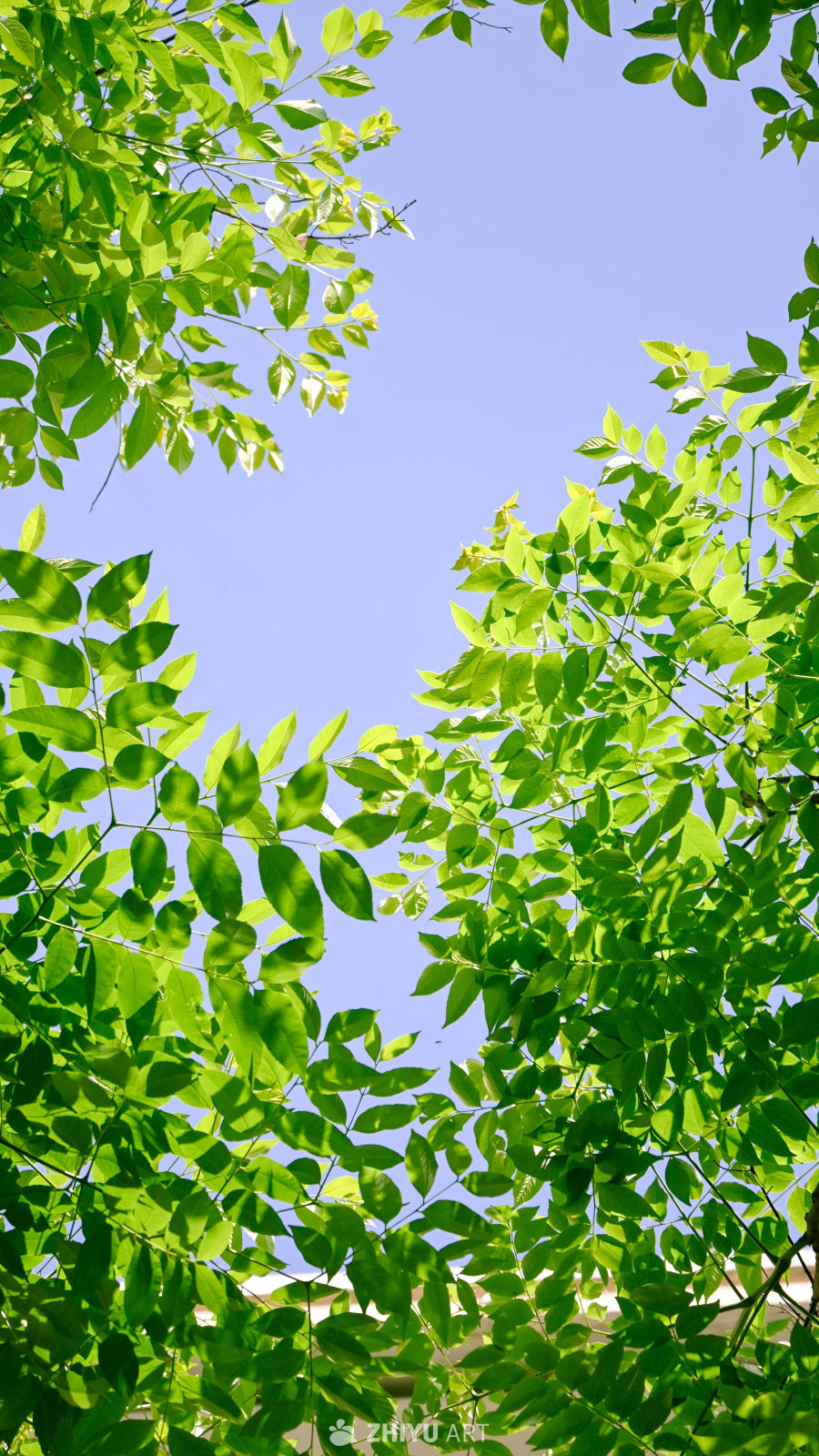 绿意盎然的夏日天空