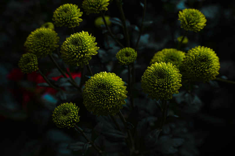 静谧绿菊花