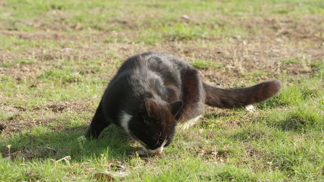 春天公园里可爱的猫咪流浪猫 19