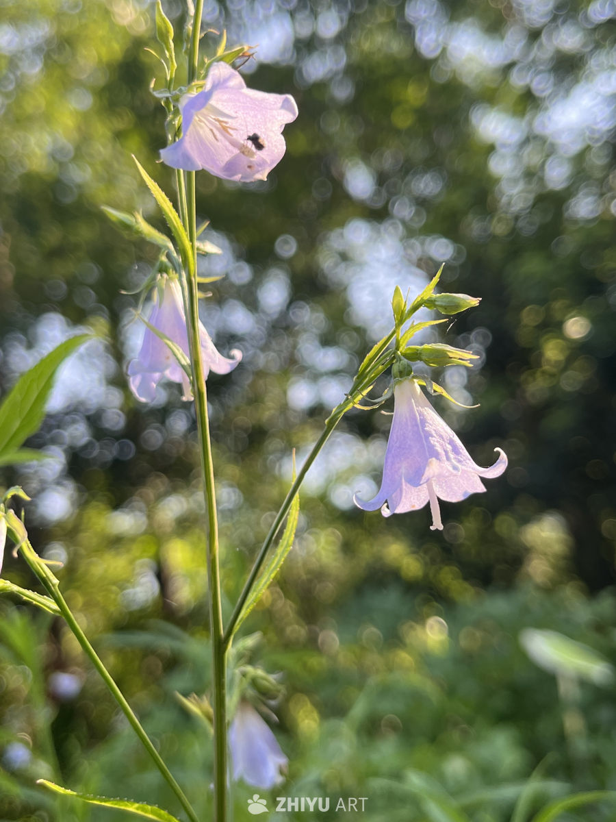 阳光下的紫色铃铛花