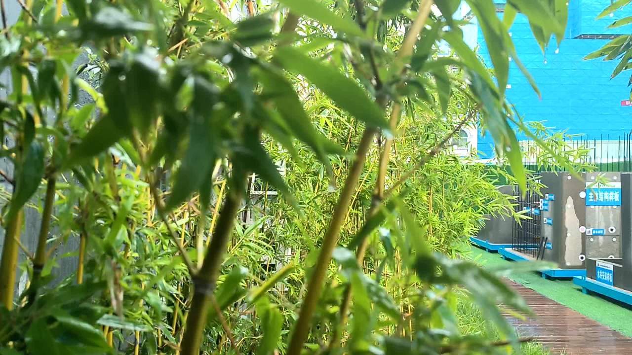 雨，秋雨 1