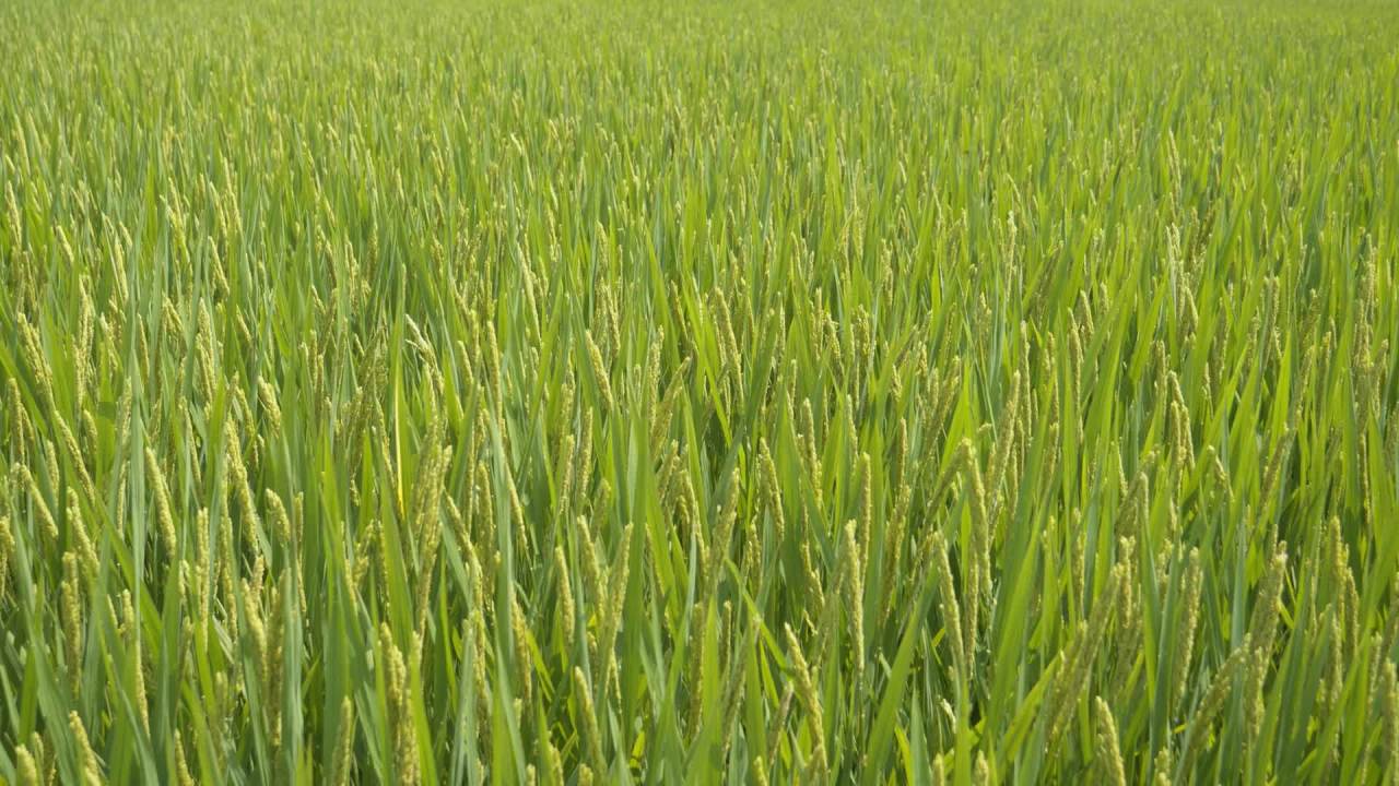 水稻田野粮食庄稼五常大米 14