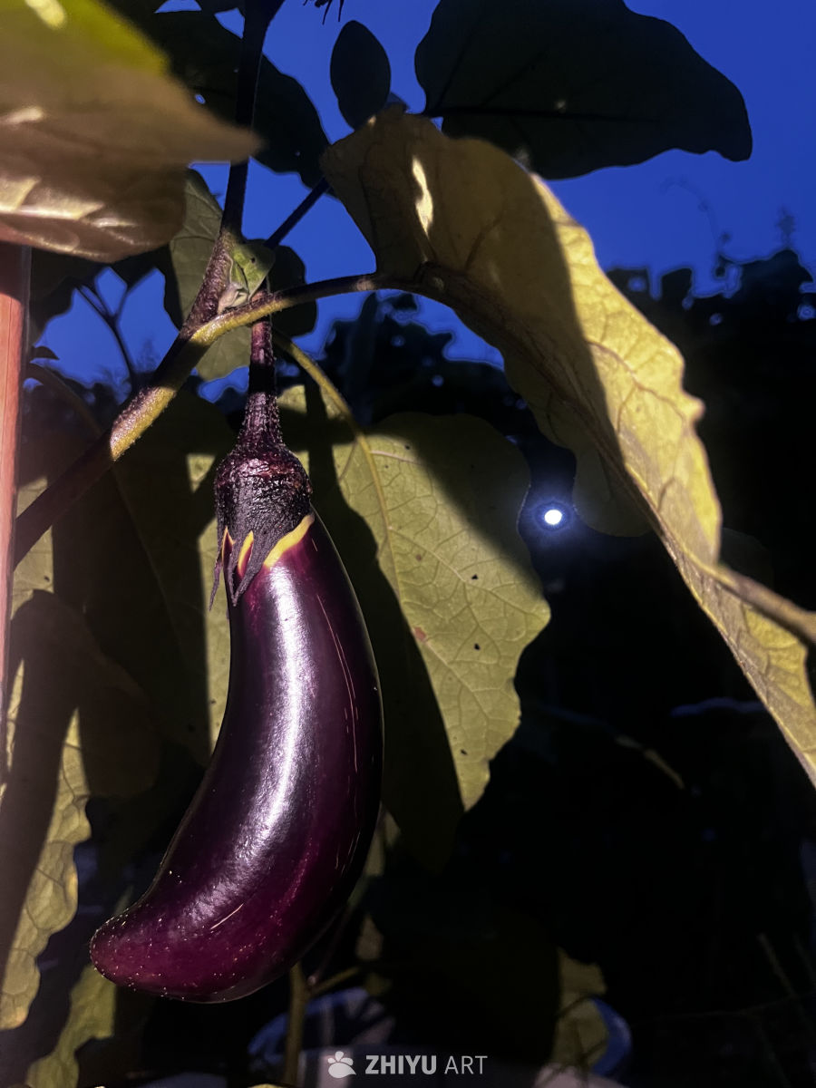 夜幕下的紫色茄子