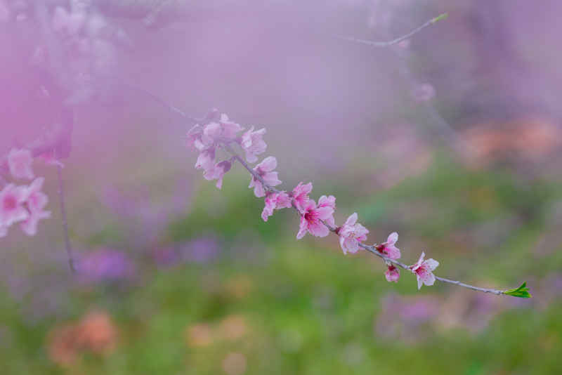 在那桃花盛开的地方 12