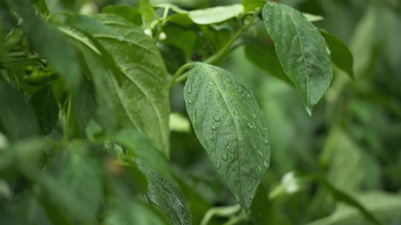 一天下雨水滴 32
