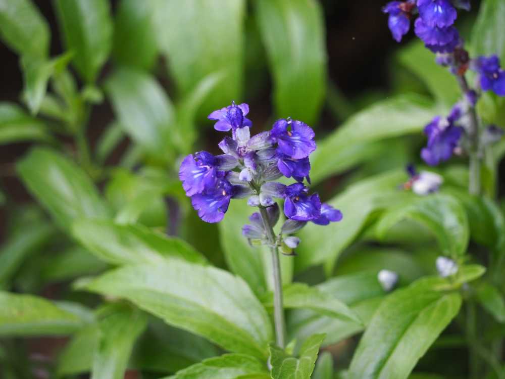 蓝花鼠尾草
