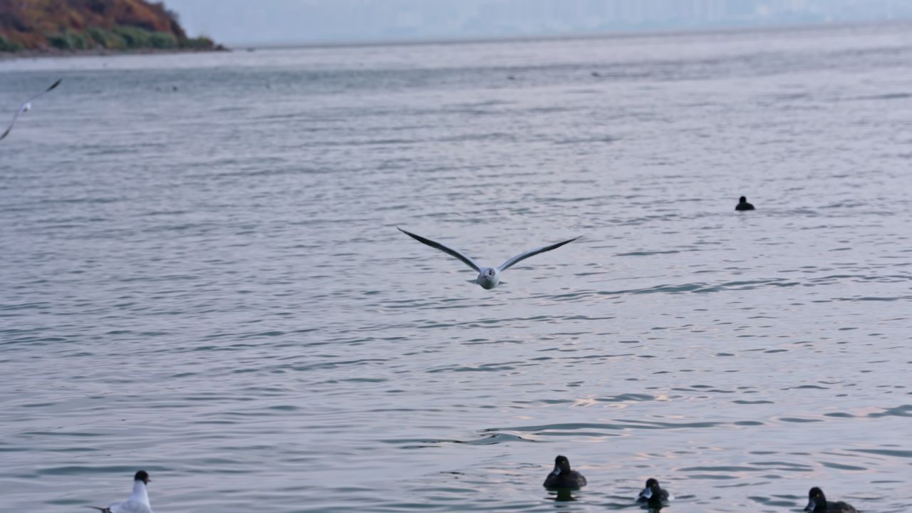 云南大理洱海海鸥升格高速实拍视频