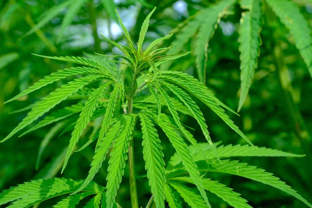 大麻作物农业插头